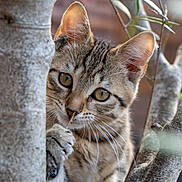 Aria participe au concours pour gagner de l'argent avec cette photo : cat, kitten, tabby, animal, pet, tree, branch, whiskers, curious, outdoor, nature, closeup, paw, fur, eyes, playful, cute, mammal, young, wildlife