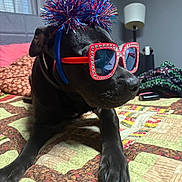 Apollo joined the competition — help win amazing prizes! dog, black_dog, sunglasses, headband, party_accessories, bedroom, quilt, bed, lamp, decor, indoor, pet, animal, celebration, accessory, resting, close_up, furniture, funny, portrait
