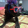 dog, black_dog, sunglasses, headband, party_accessories, bedroom, quilt, bed, lamp, decor, indoor, pet, animal, celebration, accessory, resting, close_up, furniture, funny, portrait