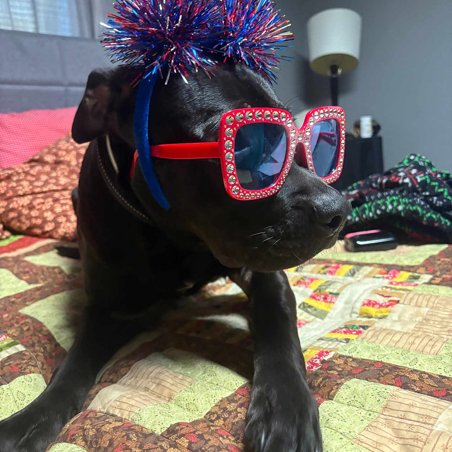 Apollo joined the competition — help win amazing prizes! dog, black_dog, sunglasses, headband, party_accessories, bedroom, quilt, bed, lamp, decor, indoor, pet, animal, celebration, accessory, resting, close_up, furniture, funny, portrait
