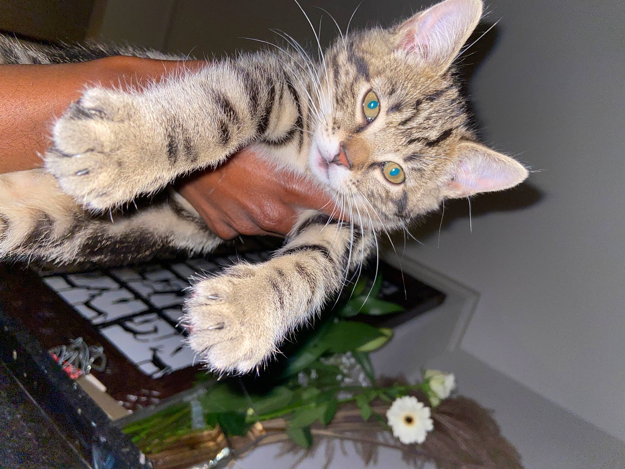 Kikou participe au concours pour gagner de l'argent avec cette photo : carnivore, cat, claw, domestic_short_haired_cat, fawn, felidae, flower, fur, gesture, paw, plant, small_to_medium_sized_cats, tail, tree, whiskers, wildlife, window