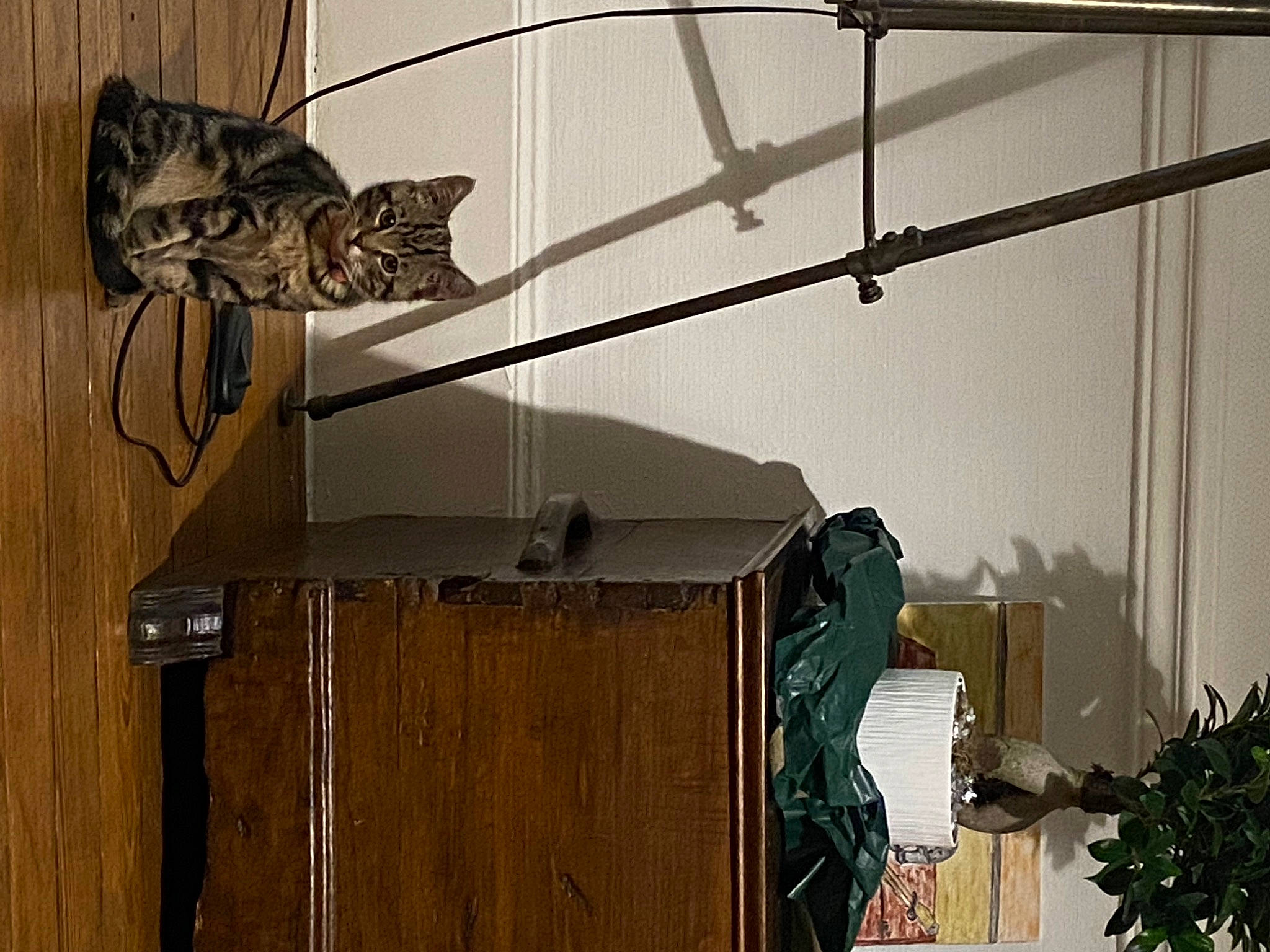 Kikou participe au concours pour gagner de l'argent avec cette photo : building, cat, domestic_short_haired_cat, door, electrical_supply, electrical_wiring, electricity, facade, felidae, hardwood, house, metal, plant, room, small_to_medium_sized_cats, tail, whiskers, window, wire, wood