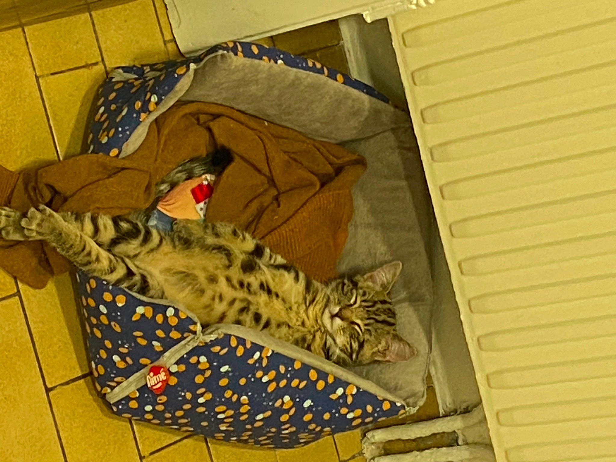 Kikou a rejoint le concours — aidez-le/la à gagner de superbes lots ! bag, camouflage, carnivore, cat, comfort, domestic_short_haired_cat, felidae, flooring, fur, hardwood, linens, military_camouflage, nap, pattern, room, siding, small_to_medium_sized_cats, tail, whiskers, wood