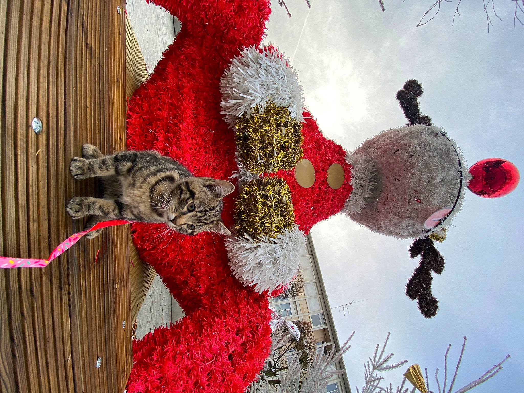 Kikou participe au concours pour gagner de l'argent avec cette photo : art, carmine, christmas_decoration, christmas_ornament, cloud, event, freezing, fur, happy, ornament, pattern, red, sky, stuffed_toy, toy, tree, window, winter, wood, wool