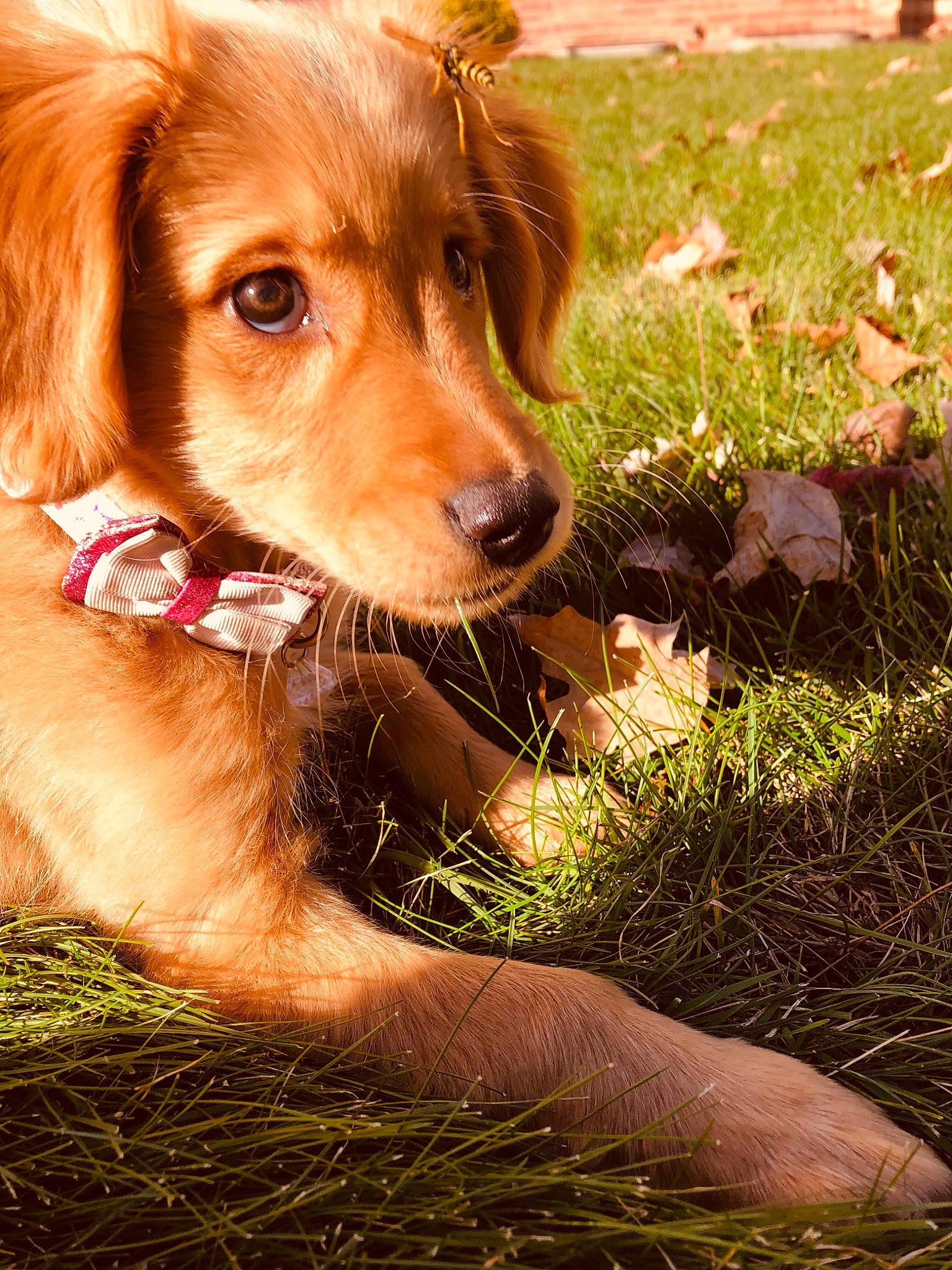 Cheerio joined the competition — help win amazing prizes! brown, canidae, carnivore, collar, companion_dog, dog, dog_breed, dog_collar, fawn, gun_dog, hunting_dog, liver, retriever, snout, sporting_group, sunlight, whiskers, working_animal, working_dog