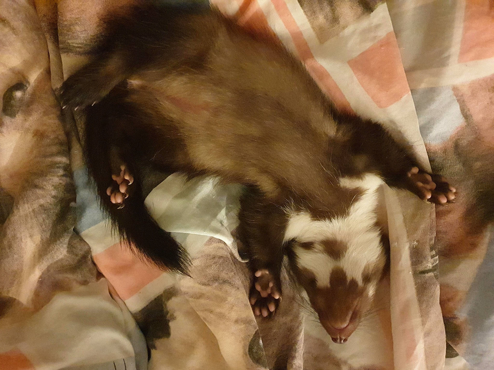 Buck participe au concours pour gagner de l'argent avec cette photo : borzoi, canidae, carnivore, dog, dog_breed, fur, hortaya_borzaya, jaw, saluki, silken_windhound, snout