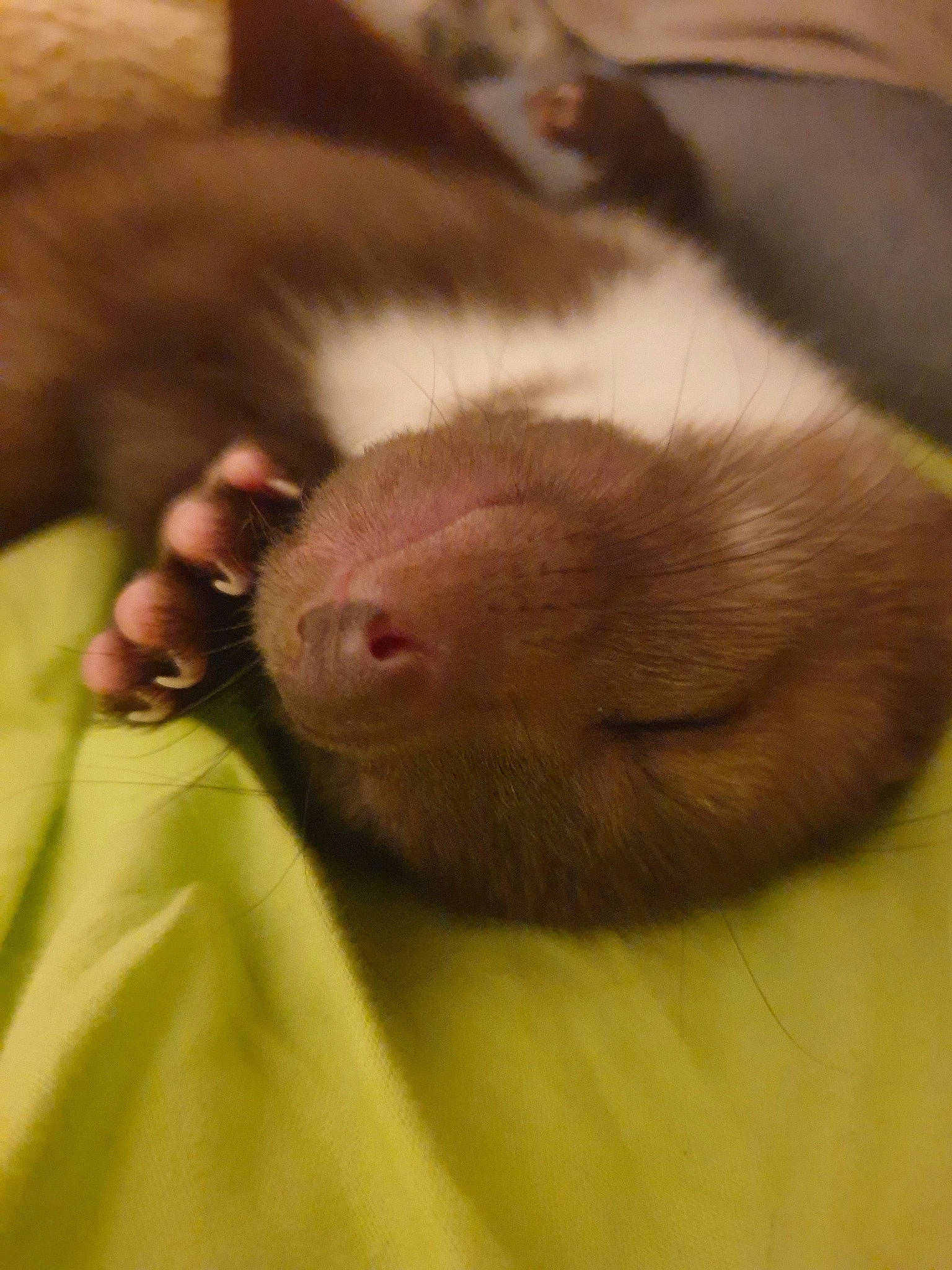 Buck participe au concours pour gagner de l'argent avec cette photo : carnivore, fawn, ferret, fur, hamster, muridae, mustelidae, mustelinae, polecat, rat, snout, whiskers