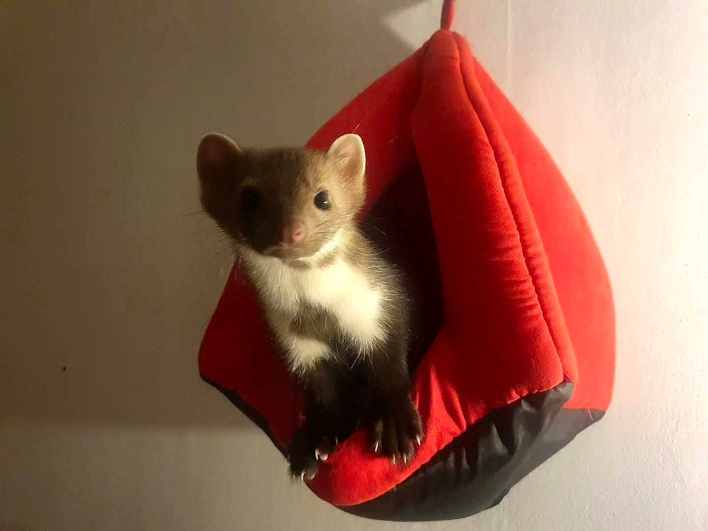 Buck a rejoint le concours — aidez-le/la à gagner de superbes lots ! carnivore, cat, cat_bed, fawn, felidae, kitten, mammal, rat, small_to_medium_sized_cats, tail, whiskers