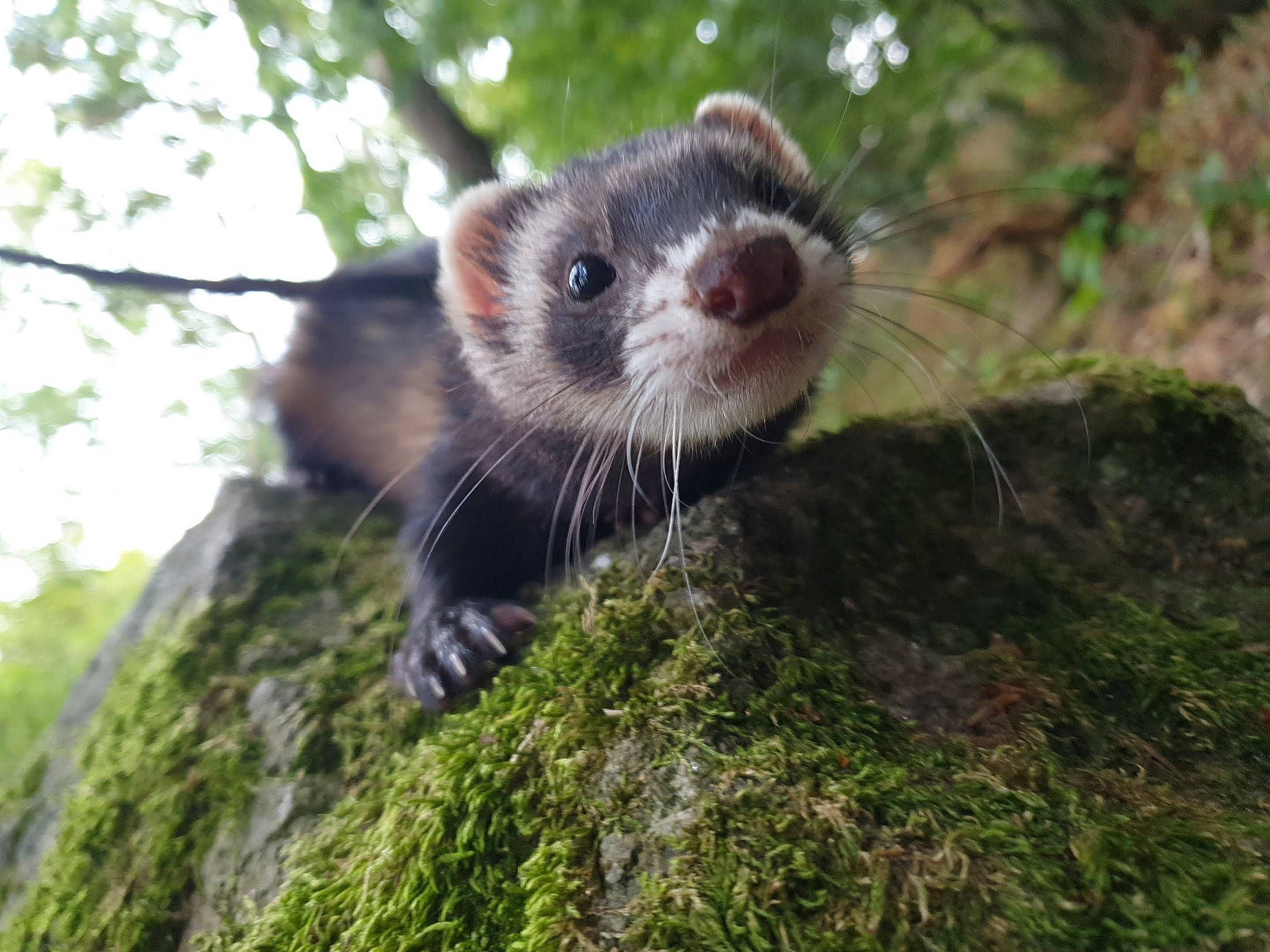 Lara a rejoint le concours — aidez-le/la à gagner de superbes lots ! adaptation, carnivore, ferret, fisher, fur, mammal, marten, mink, mustelidae, mustelinae, organism, plant, polecat, snout, stoat, terrestrial_animal, vertebrate, weasel, whiskers, wildlife