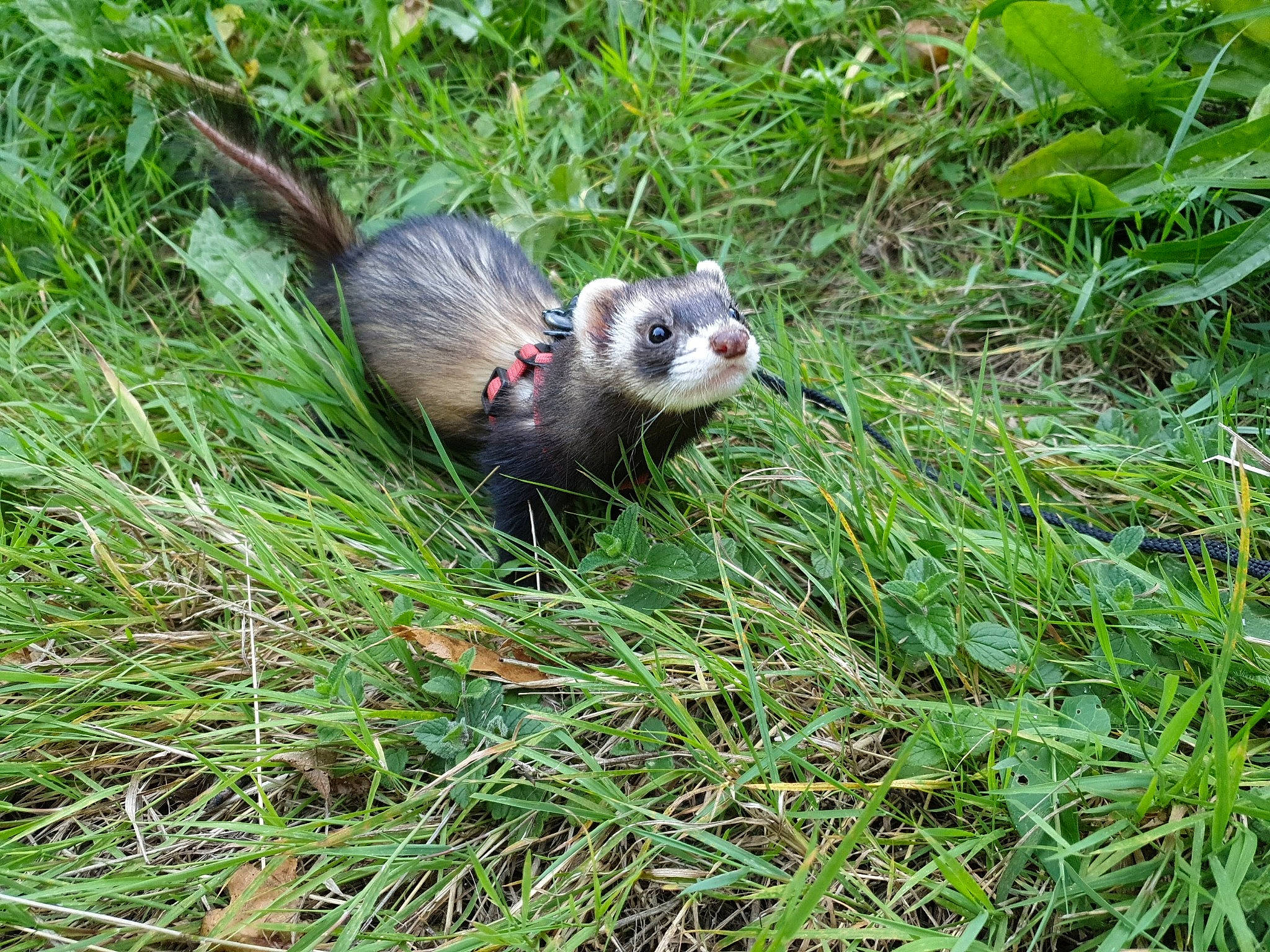 Lara participe au concours pour gagner de l'argent avec cette photo : adaptation, black_footed_ferret, carnivore, ferret, grass, mammal, marsupial, marten, mink, mustelidae, mustelinae, polecat, terrestrial_animal, vertebrate, virginia_opossum, weasel, wildlife