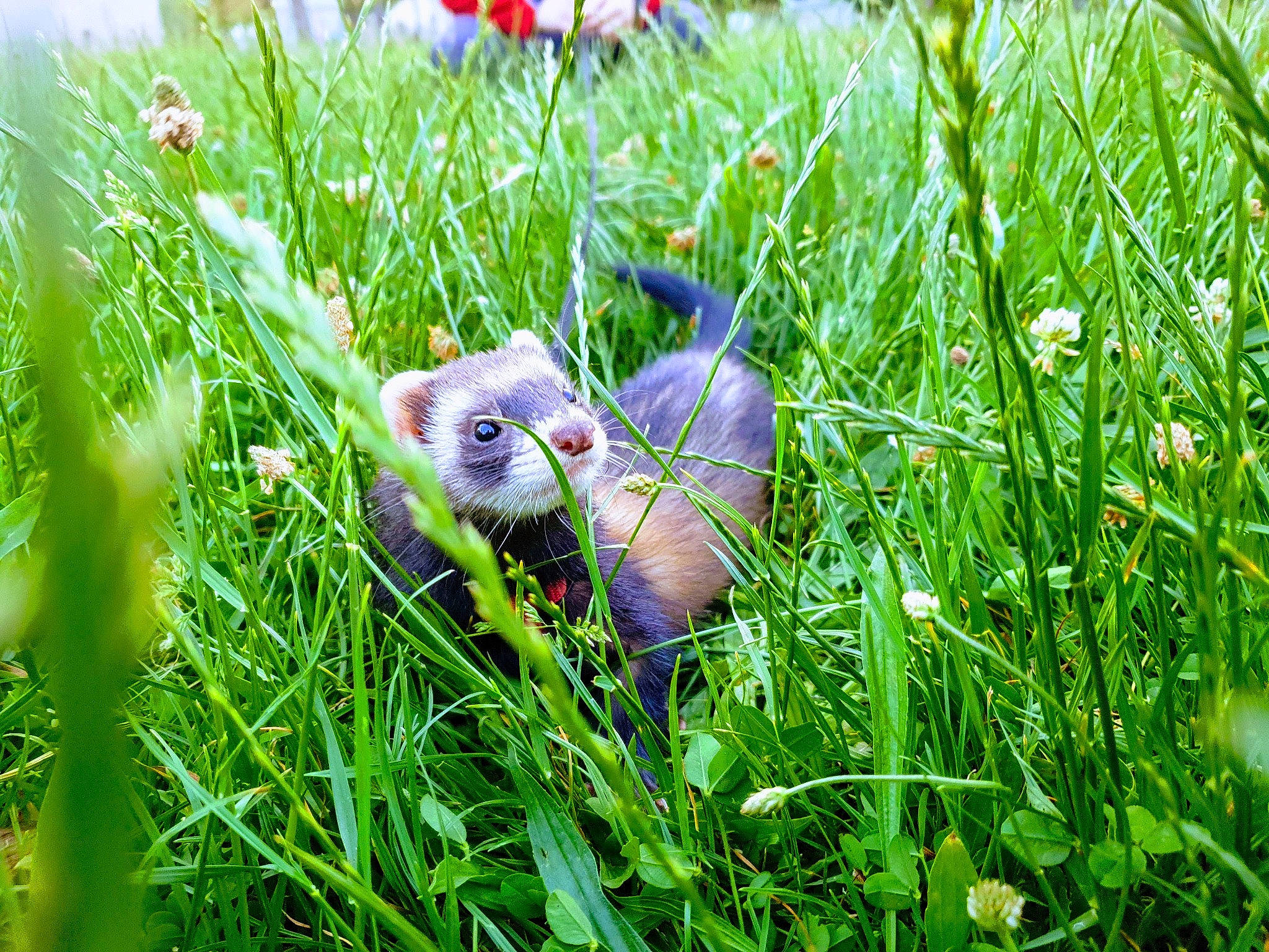Lara a rejoint le concours — aidez-le/la à gagner de superbes lots ! ferret, flower, grass, grass_family, grassland, meadow, mustelidae, mustelinae, plant, plant_community, spring, wildlife