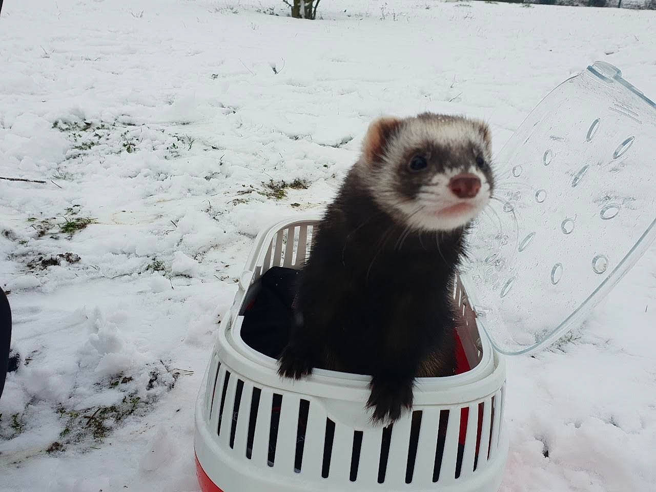 Lara a rejoint le concours — aidez-le/la à gagner de superbes lots ! black_footed_ferret, carnivore, ferret, fur, marten, mink, mustelidae, mustelinae, polecat, snow, weasel, whiskers, winter, winter_storm
