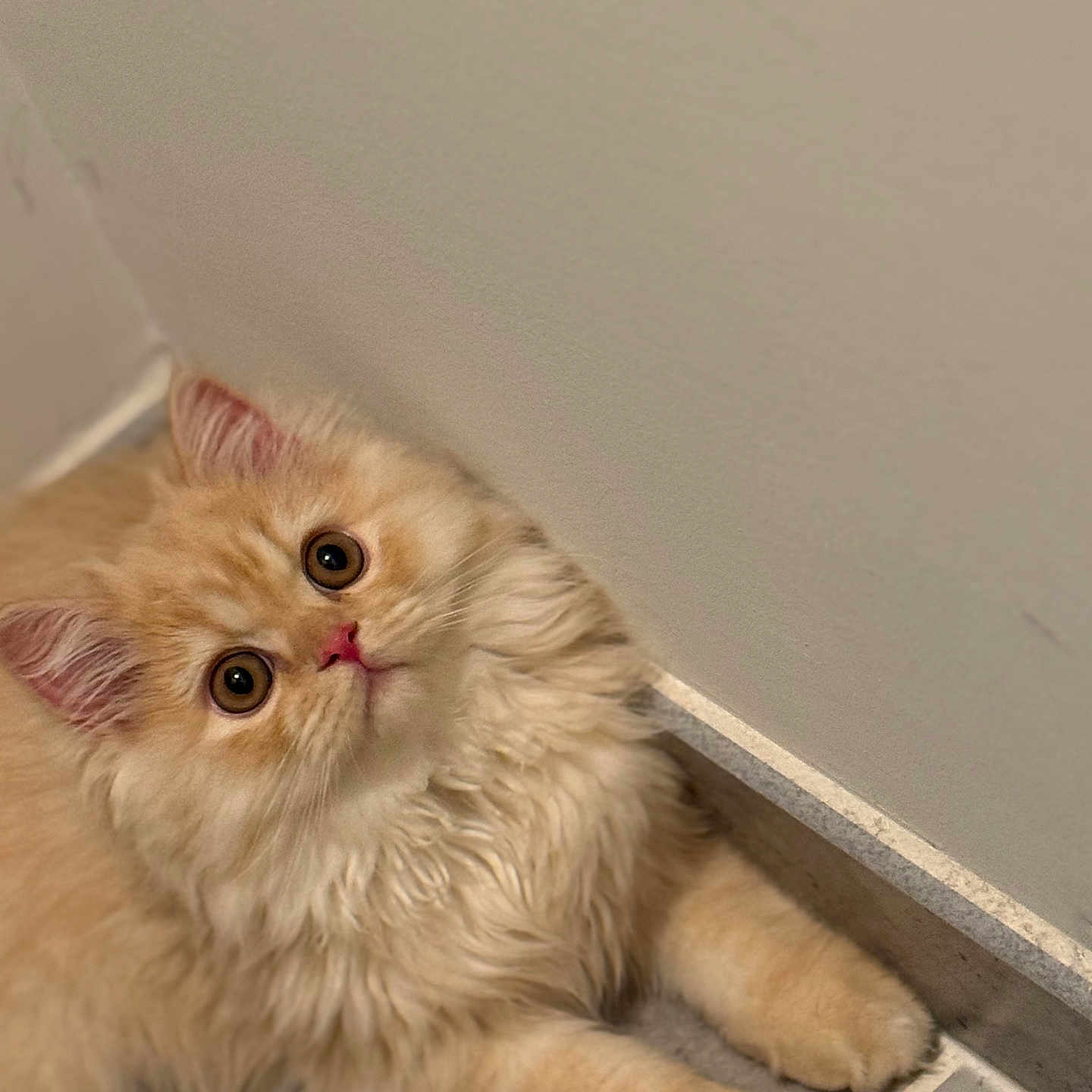 Urus is registered to the contest to win money with this photo: cat, fluffy, cream_colored, cute, pets, indoor, floor, curious, feline, animal, whiskers, ears, paws, young, looking_up, close_up, domestic_cat, soft_fur, relaxed, adorable