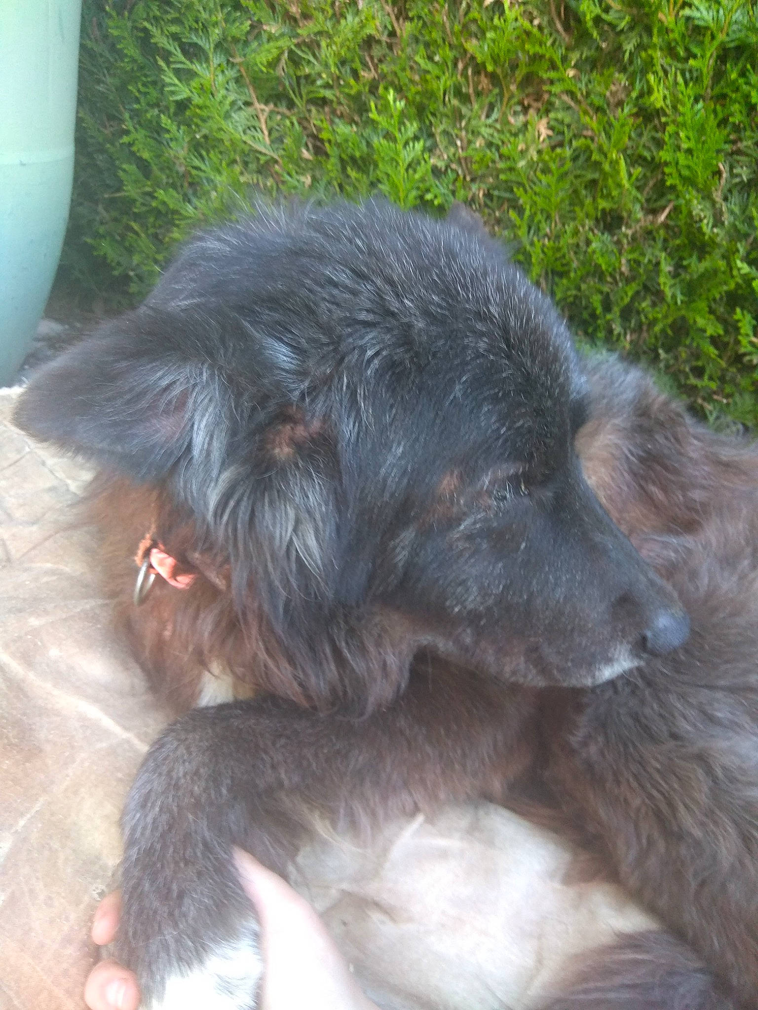 Gully a rejoint le concours — aidez-le/la à gagner de superbes lots ! canidae, carnivore, claw, companion_dog, dog, dog_breed, fur, liver, paw, primate, snout, sporting_group, tail, terrestrial_animal