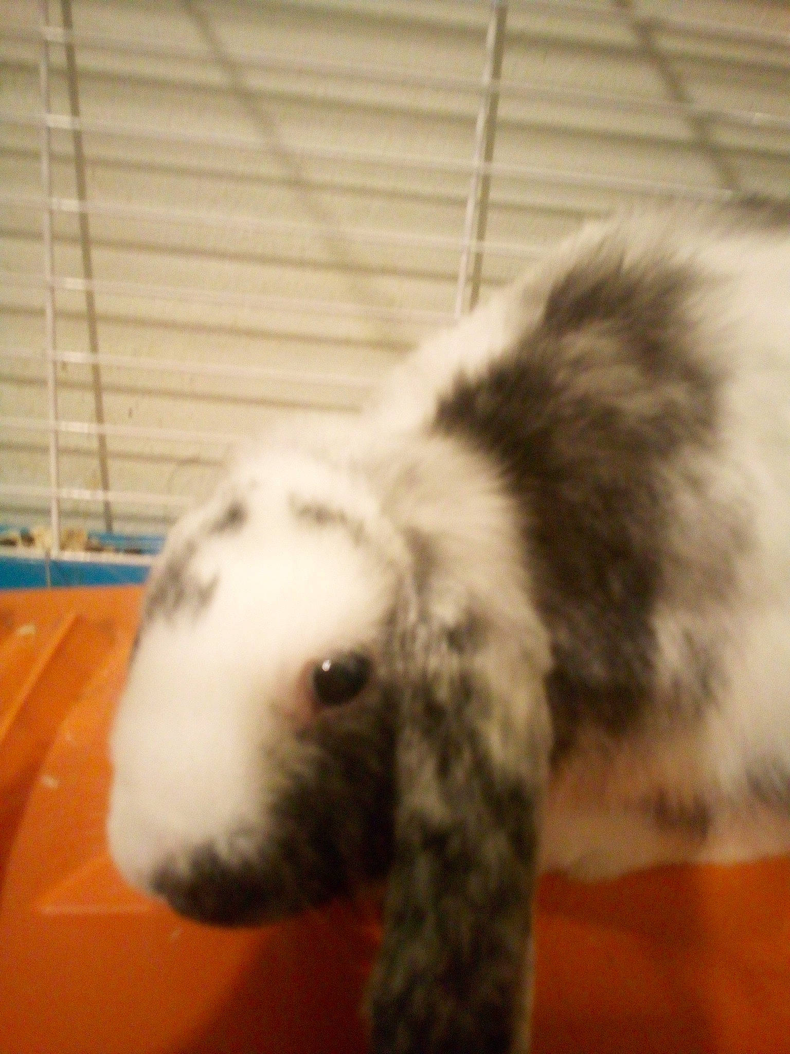 Biscotte participe au concours pour gagner de l'argent avec cette photo : animal_shelter, cage, domestic_rabbit, fur, pet_supply, rabbit, rabbits_and_hares, snout, terrestrial_animal, toy, whiskers