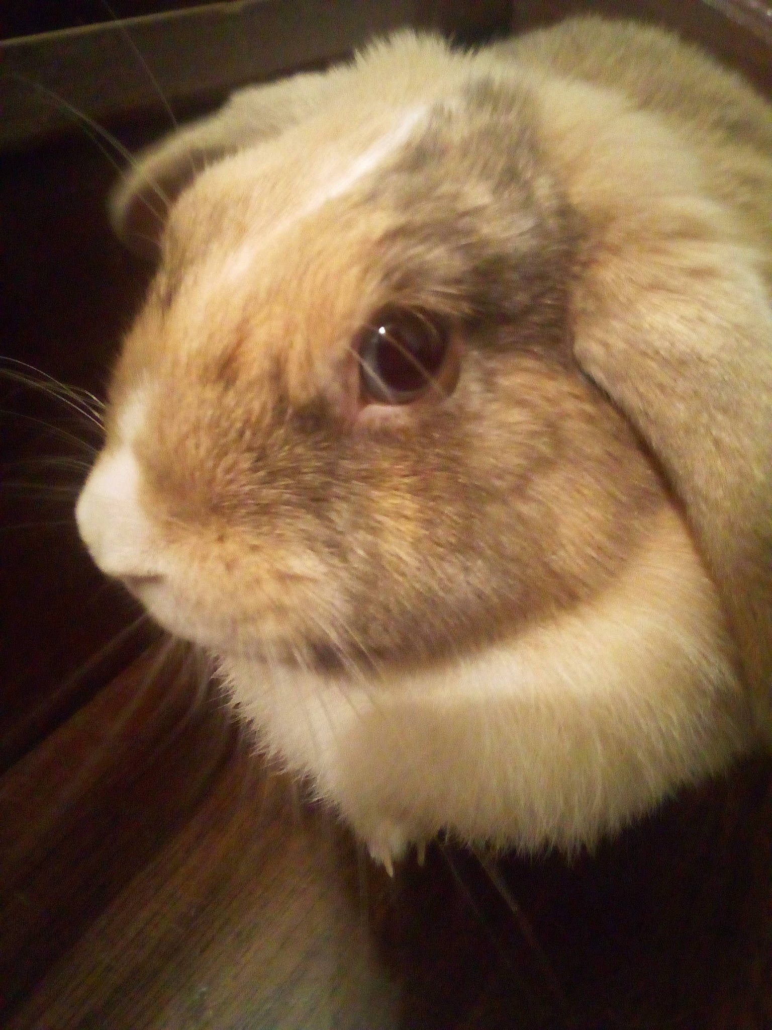 Biscotte a rejoint le concours — aidez-le/la à gagner de superbes lots ! beige, blond, brown, close_up, domestic_rabbit, fawn, fur, guinea_pig, iris, liver, organ, rabbit, rabbits_and_hares, rodent, skin, snout, terrestrial_animal, vertebrate, whiskers, wood_flooring