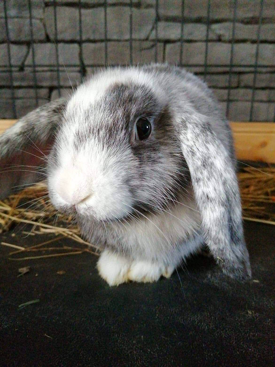 Biscotte a rejoint le concours — aidez-le/la à gagner de superbes lots ! animal_shelter, cage, domestic_rabbit, fawn, fur, grey, iris, mesh, pet_supply, rabbit, rabbits_and_hares, skin, snout, terrestrial_animal, vertebrate, whiskers