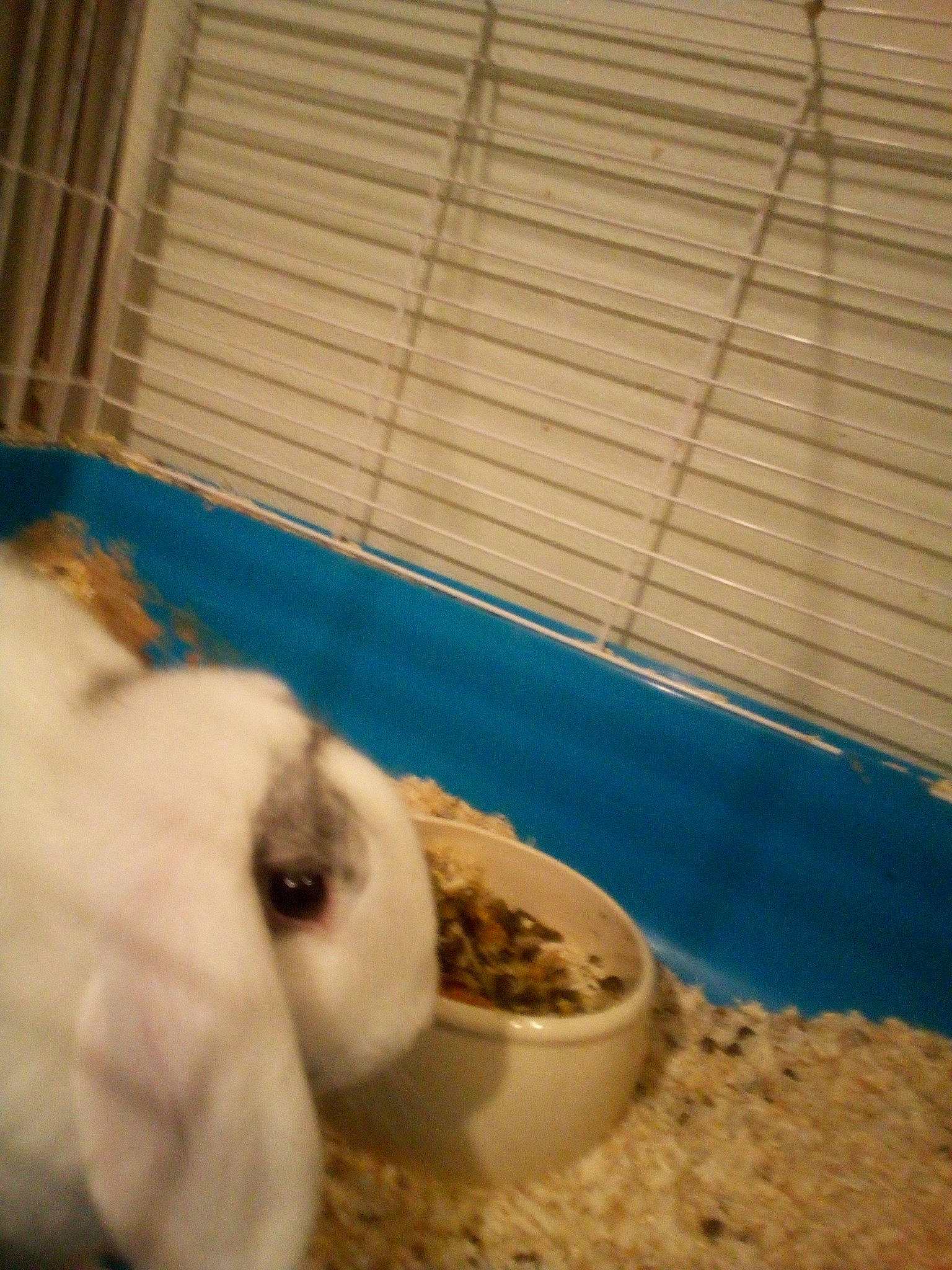 Biscotte a rejoint le concours — aidez-le/la à gagner de superbes lots ! animal_feed, bird_supply, bowl, cage, cat_food, cat_supply, daylighting, dog_food, dog_supply, domestic_rabbit, pet_food, pet_supply, pet_vitamins_supplements, rabbit, rabbits_and_hares, rodent, small_animal_food, snout, tints_and_shades, window_covering