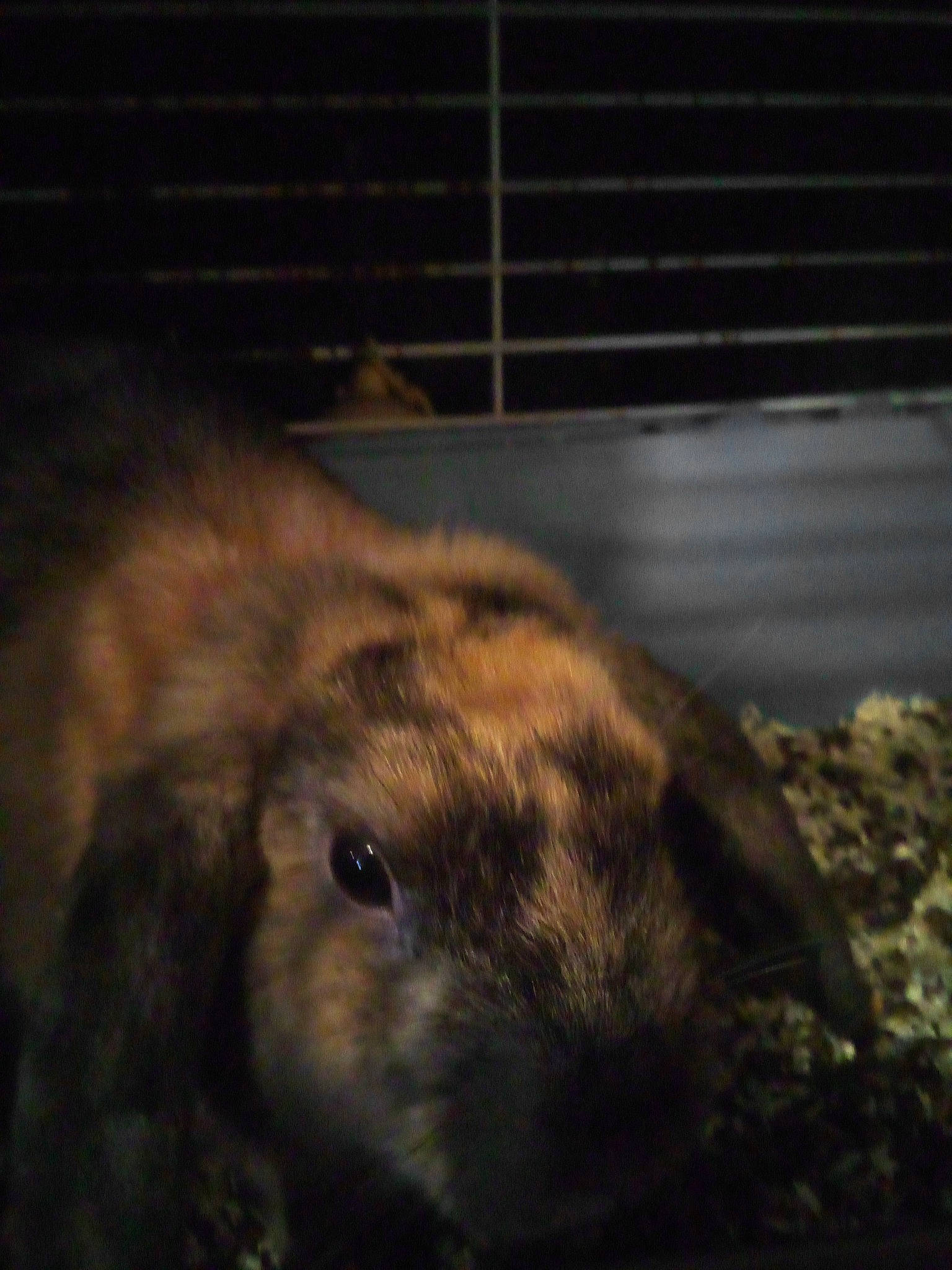 Biscotte a rejoint le concours — aidez-le/la à gagner de superbes lots ! beige, black, brown, close_up, darkness, domestic_rabbit, fawn, fur, iris, rabbit, rabbits_and_hares, skin, snapshot, snout, terrestrial_animal, whiskers, yellow