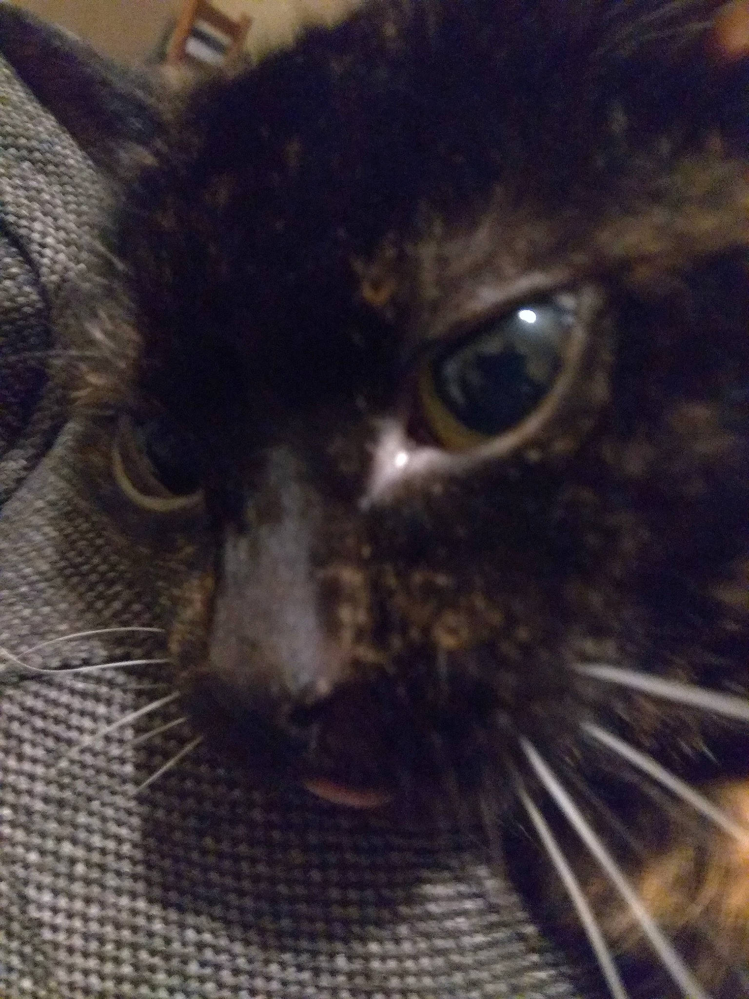 Samba participe au concours pour gagner de l'argent avec cette photo : black_cat, carnivore, cat, close_up, domestic_short_haired_cat, electric_blue, felidae, fur, small_to_medium_sized_cats, terrestrial_animal, whiskers