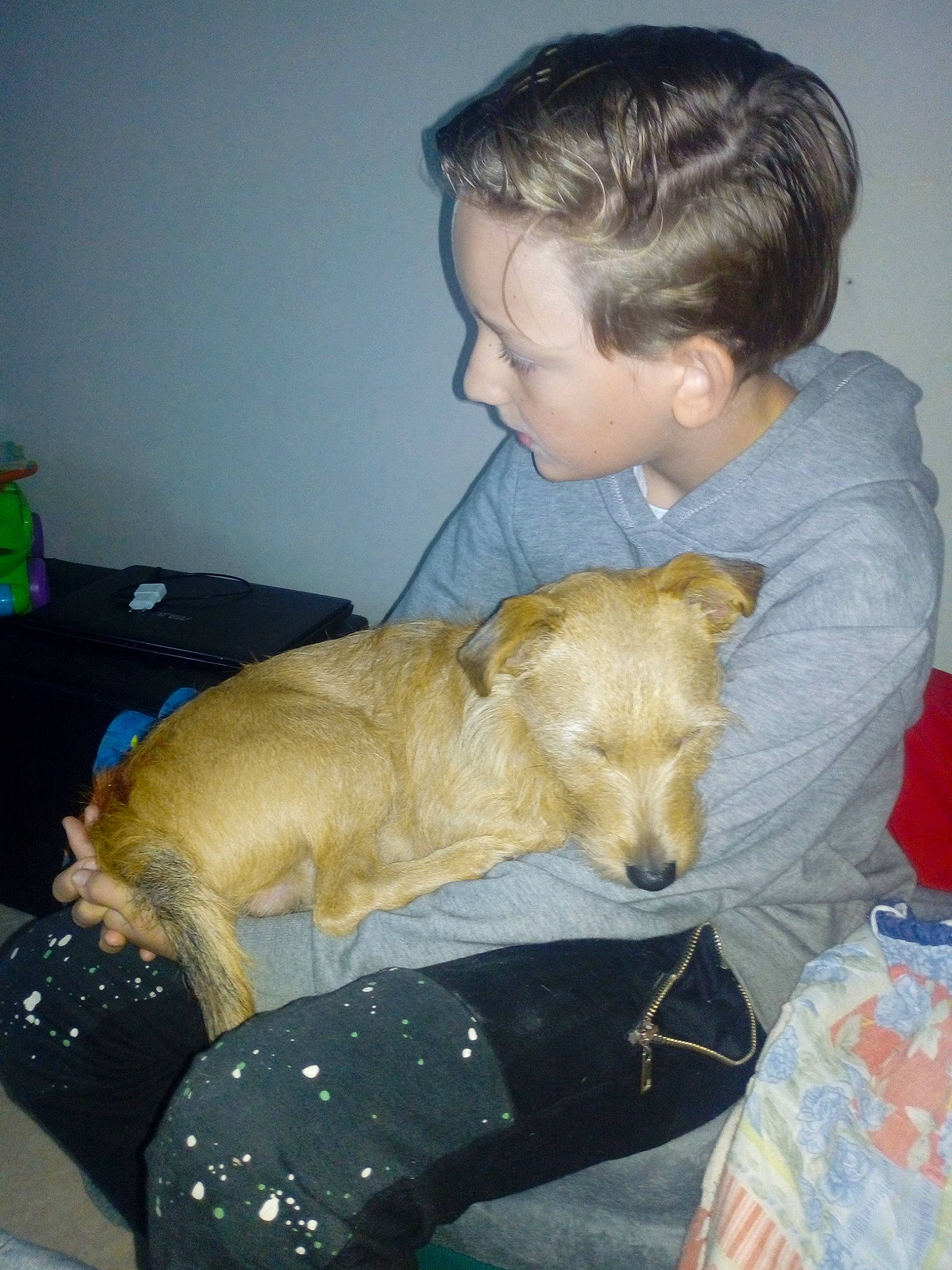 Djack a rejoint le concours — aidez-le/la à gagner de superbes lots ! canidae, carnivore, companion_dog, dog, dog_breed, ear, fawn, mammal, person, puppy, sporting_group