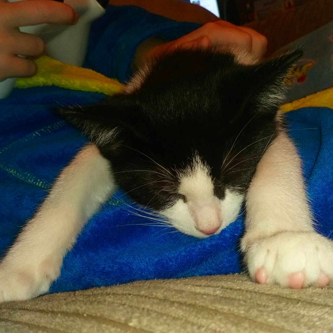 Nismo joined the competition — help win amazing prizes! carnivoran, cat, cat_like_mammal, domestic_short_haired_cat, ear, european_shorthair, foot, kitten, leg, nap, skin, sleep, small_to_medium_sized_cats, tail, whiskers