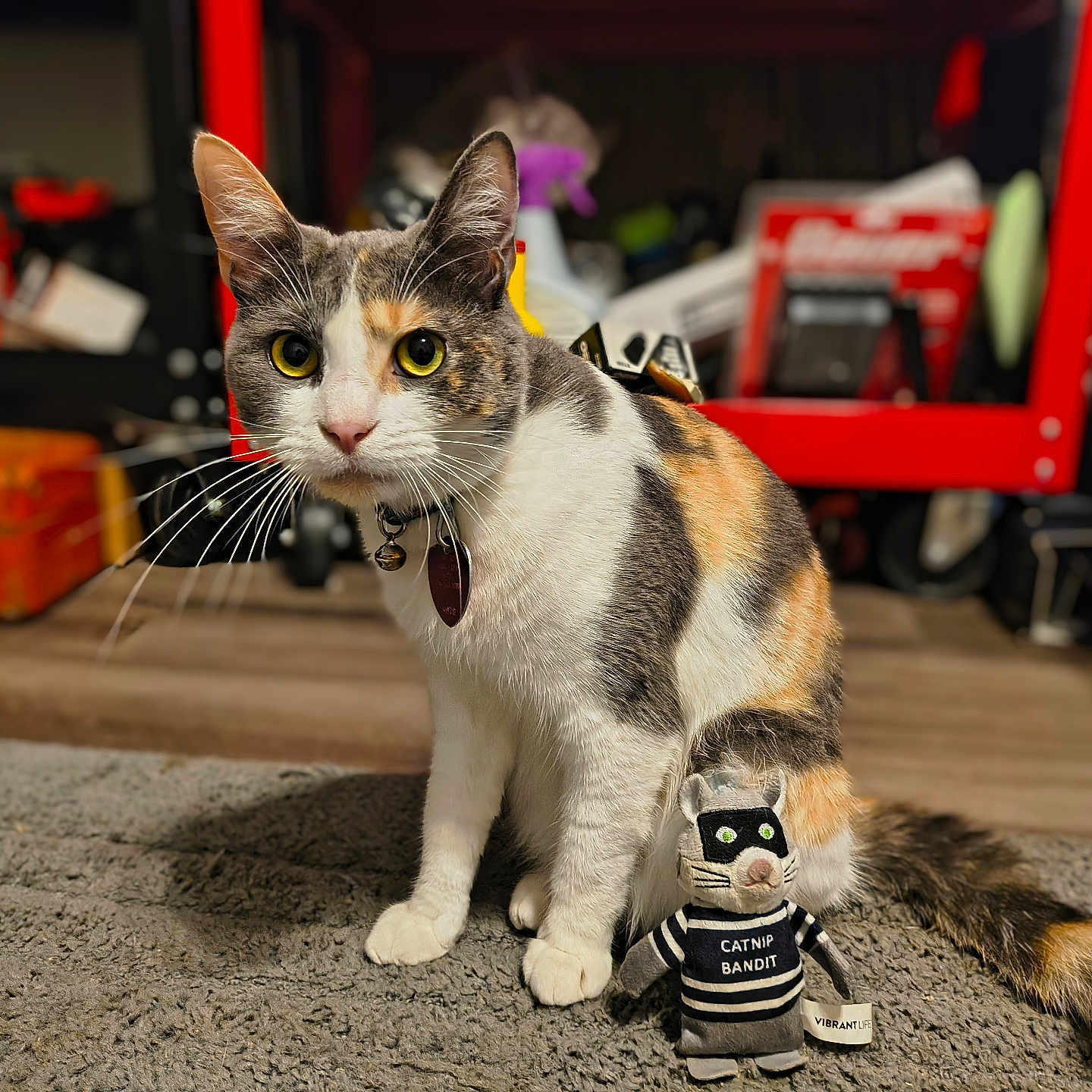 Marianette joined the competition — help win amazing prizes! animal, background, bell, blurred, calico, carpet, cat, collar, curious, feline, floor, indoor, mischievous, pet, plush, sitting, storage, toy, whiskers, workshop