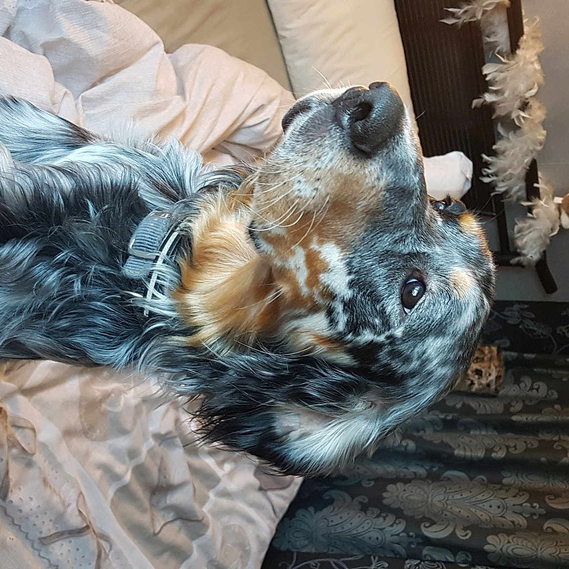 Nitro