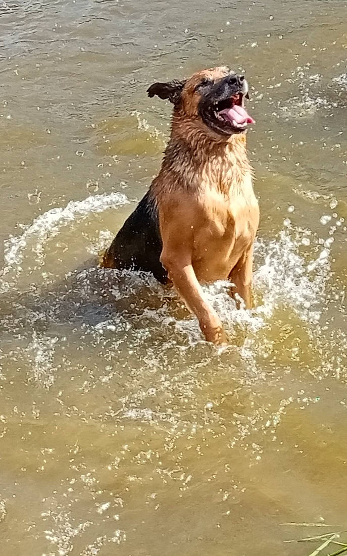 Curly a rejoint le concours — aidez-le/la à gagner de superbes lots ! bullmastiff, canidae, carnivore, dog, dog_breed, fawn, guard_dog, mammal, perro_de_presa_mallorquin, sporting_group, vertebrate, working_dog