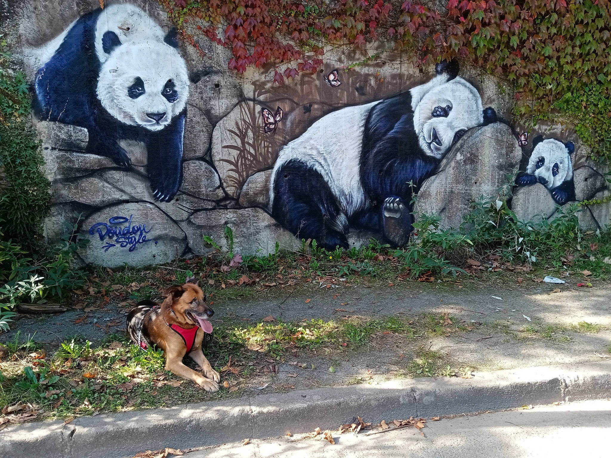 Curly a rejoint le concours — aidez-le/la à gagner de superbes lots ! art, canidae, carnivore, graffiti, panda, snout, street_art, zoo