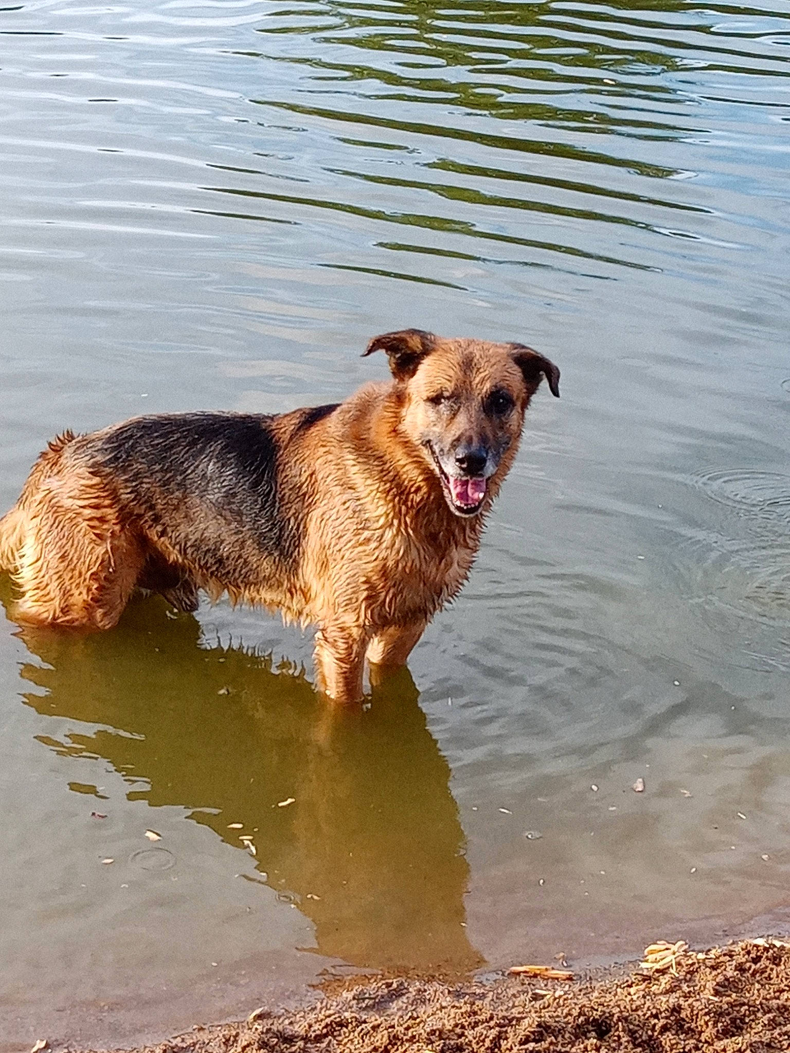 Curly a rejoint le concours — aidez-le/la à gagner de superbes lots ! airedale_terrier, border_terrier, canidae, carnivore, dog, dog_breed, mammal, sporting_group, terrier, vertebrate, water