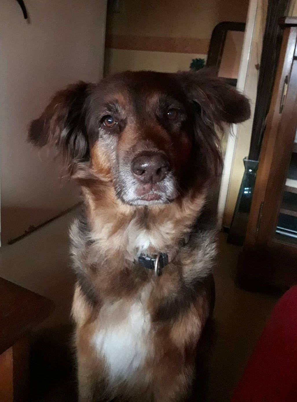 Salsa participe au concours pour gagner de l'argent avec cette photo : australian_shepherd, basque_shepherd_dog, canidae, carnivore, companion_dog, dog, dog_breed, leonberger, mammal, miniature_australian_shepherd, puppy, rare_breed_dog, small_greek_domestic_dog, snout, sporting_group, working_dog