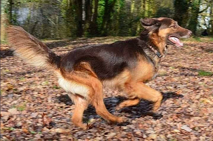Salsa participe au concours pour gagner de l'argent avec cette photo : canidae, carnivore, companion_dog, dog, dog_breed, east_european_shepherd, german_shepherd_dog, king_shepherd, mammal, rare_breed_dog, vertebrate, working_dog