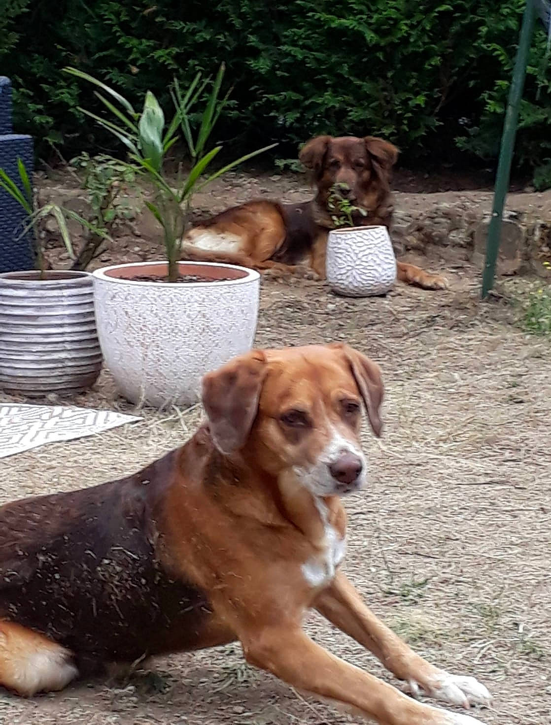 Salsa participe au concours pour gagner de l'argent avec cette photo : austrian_pinscher, canidae, carnivore, companion_dog, dog, dog_breed, fawn, hound, hunting_dog, mammal, posavac_hound, rare_breed_dog, sporting_group, street_dog, vertebrate