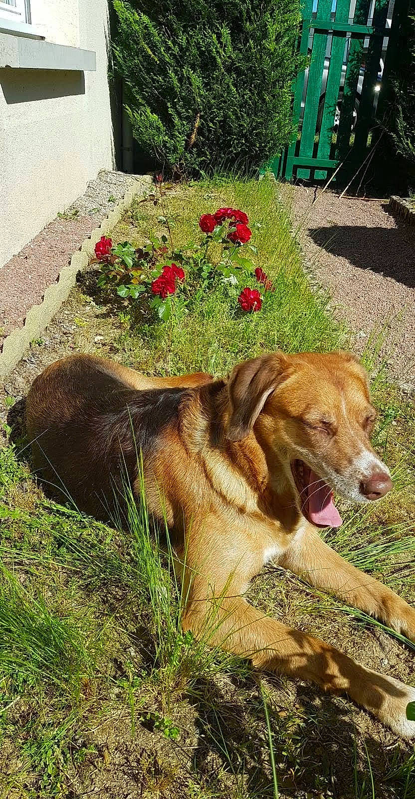 Cheyenne participe au concours pour gagner de l'argent avec cette photo : canidae, carnivore, companion_dog, dog, dog_breed, fawn, flower, golden_retriever, grass, liver, plant, sporting_group