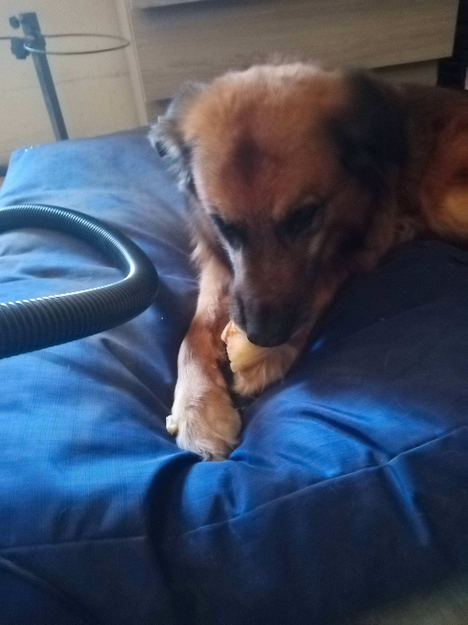 Sanga participe au concours pour gagner de l'argent avec cette photo : canidae, carnivore, companion_dog, dog, dog_breed, ear, fur, hovawart, leonberger, nose, pomeranian, puppy, puppy_love, snout, sporting_group