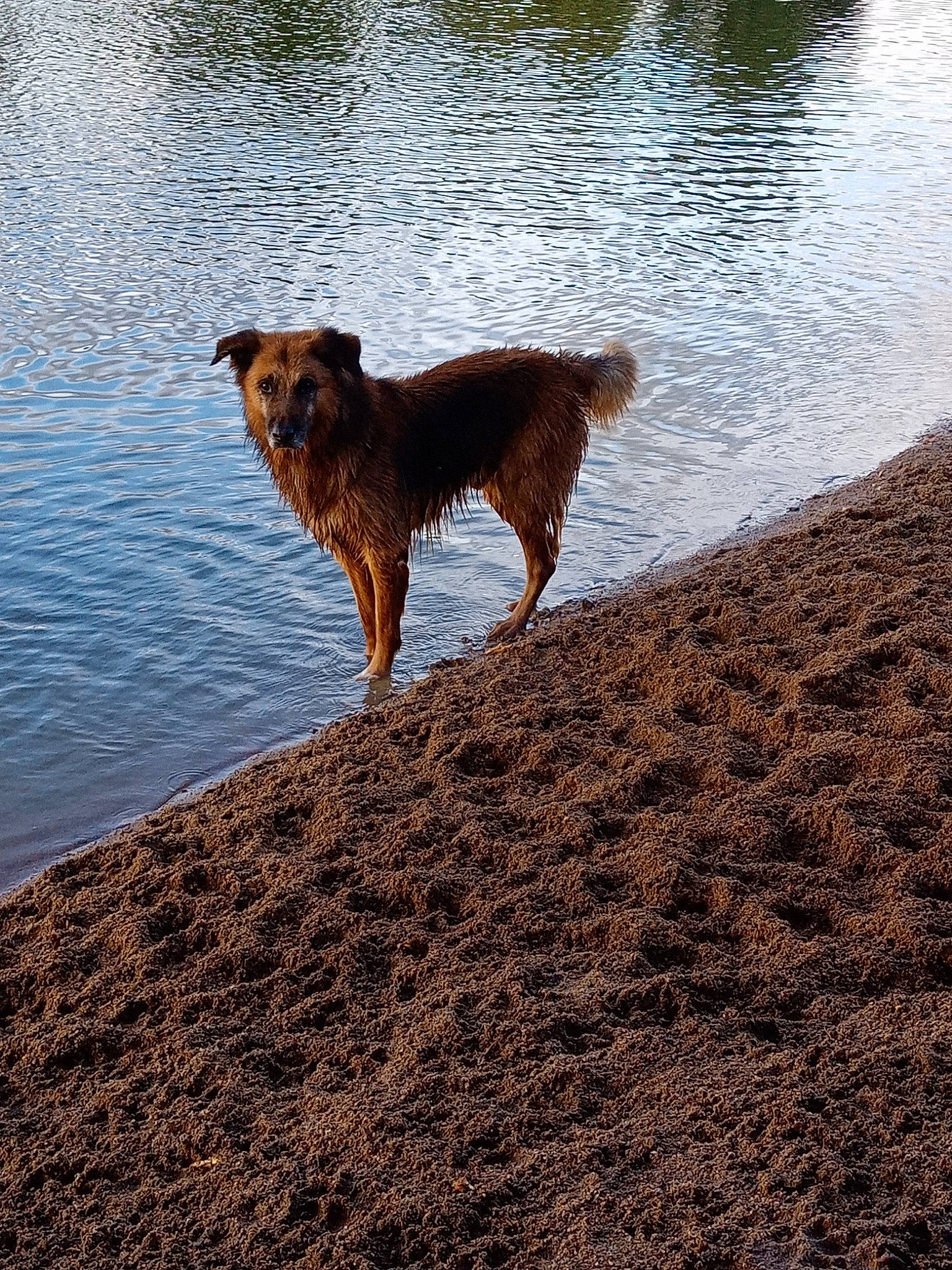 Sanga a rejoint le concours — aidez-le/la à gagner de superbes lots ! canidae, carnivore, companion_dog, dog, dog_breed, english_shepherd, hunting_dog, mammal, reflection, sporting_group, tail, vertebrate, water, working_dog