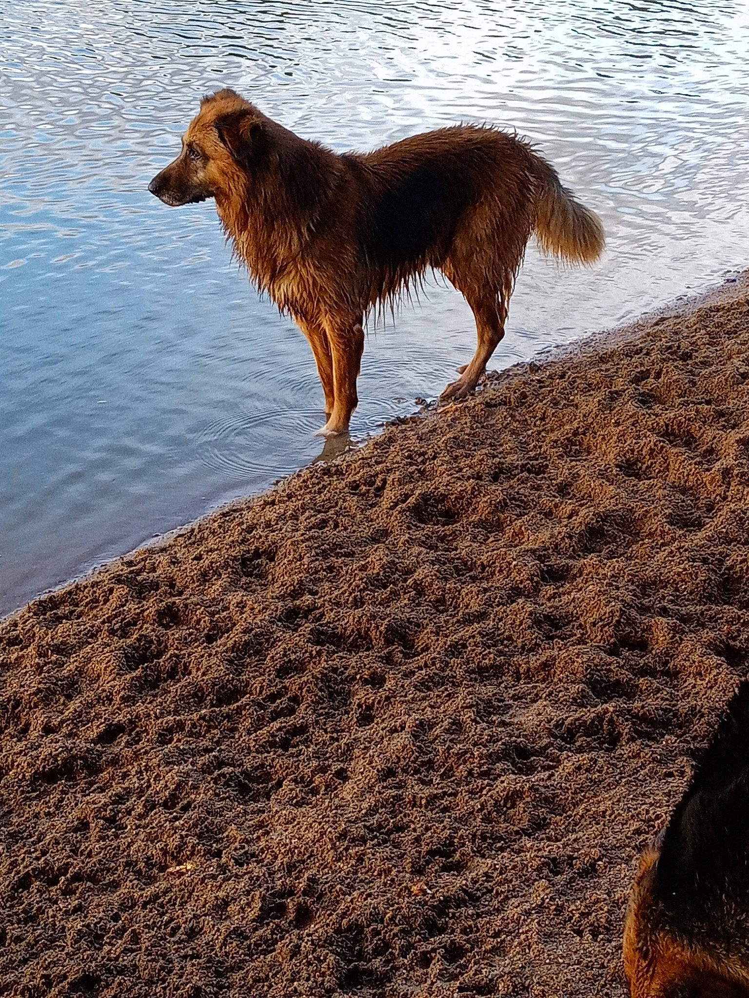 Sanga participe au concours pour gagner de l'argent avec cette photo : canidae, carnivore, dog, dog_breed, english_shepherd, irish_setter, sea, sporting_group, vertebrate