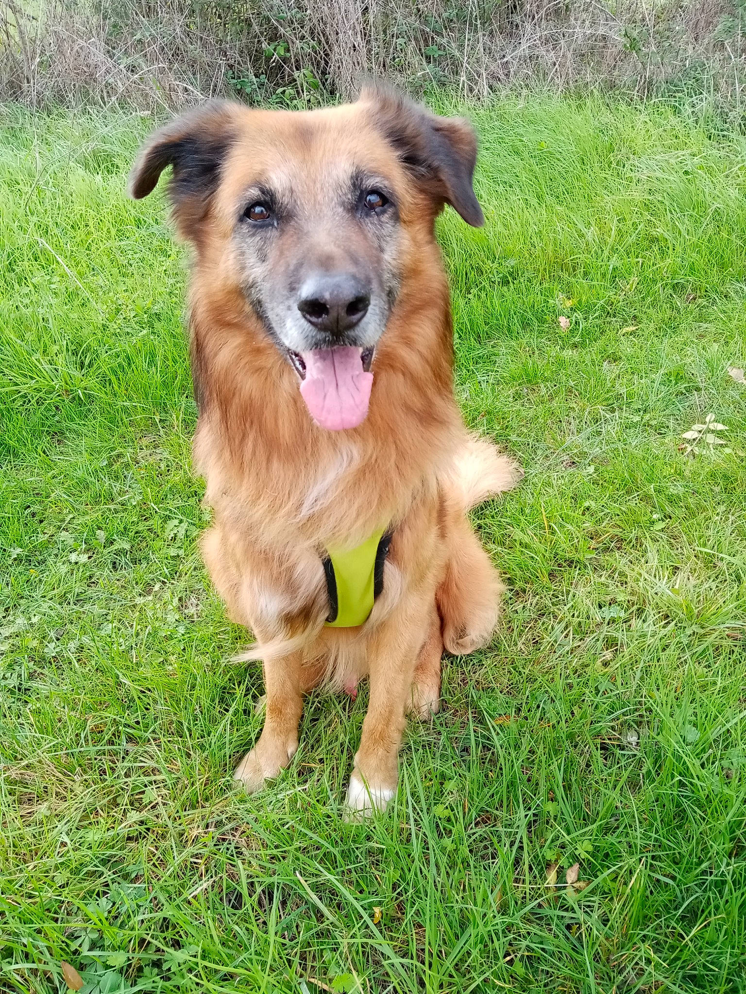 Sanga participe au concours pour gagner de l'argent avec cette photo : aidi, basque_shepherd_dog, canidae, carnivore, companion_dog, dog, dog_breed, english_shepherd, grass, mammal, plant, rare_breed_dog, sporting_group, street_dog, working_dog