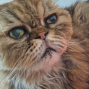 Doudou participe au concours pour gagner de l'argent avec cette photo : cat, fluffy, close_up, green_eyes, whiskers, fur, pet, indoor, portrait, animal, mammal, face, cute, feline, expression, scruffy, domestic_cat, relaxed, home, tv