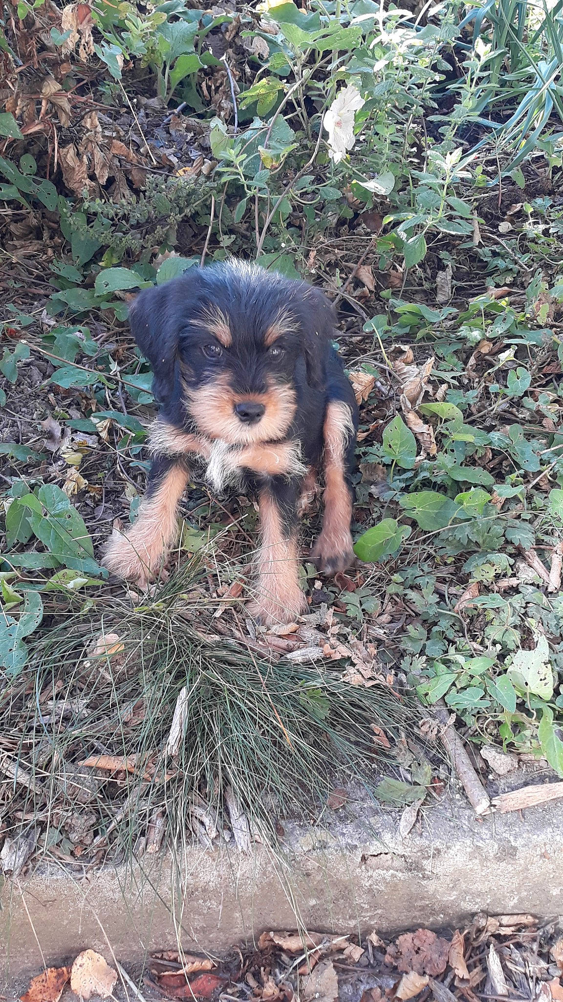 Pablo Dit Piou a rejoint le concours — aidez-le/la à gagner de superbes lots ! bosnian_coarse_haired_hound, canidae, carnivore, cavapoo, dog, dog_breed, mammal, morkie, puppy, rainforest, schnoodle, sporting_group, terrier, tibetan_terrier, vertebrate