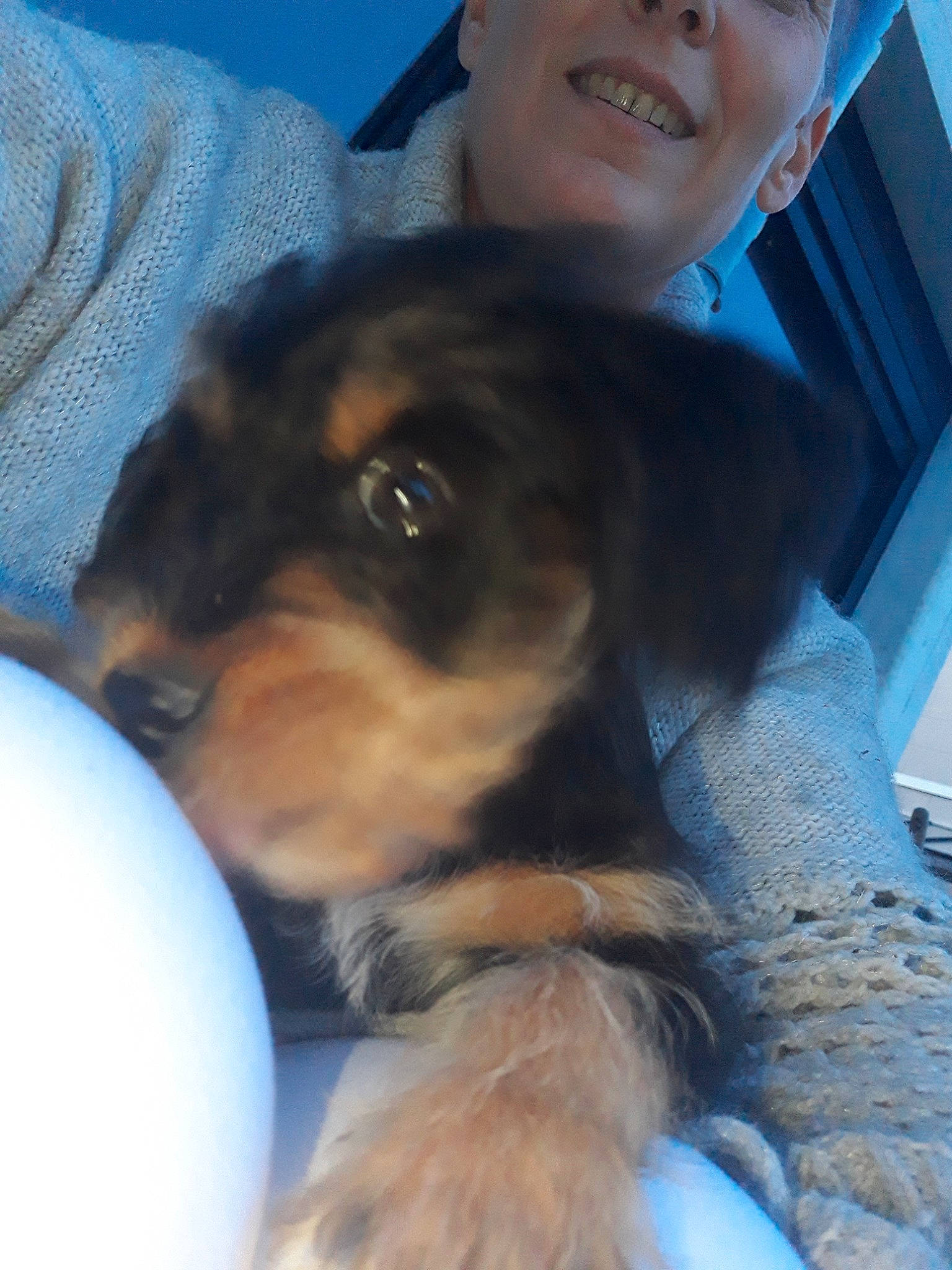 Pablo Dit Piou participe au concours pour gagner de l'argent avec cette photo : canidae, carnivore, companion_dog, dachshund, dog, dog_breed, huntaway, nose, puppy, puppy_love, sporting_group