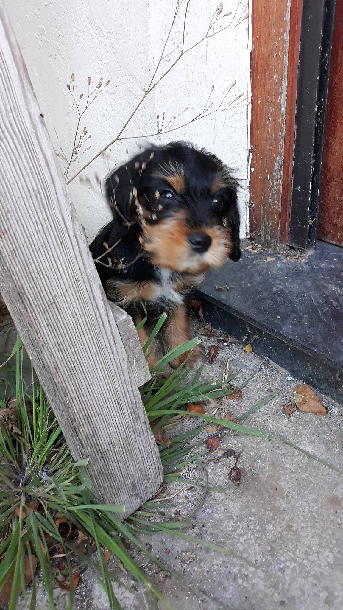 Pablo Dit Piou a rejoint le concours — aidez-le/la à gagner de superbes lots ! canidae, carnivore, cavachon, cavapoo, companion_dog, dog, dog_breed, mammal, morkie, puppy, schnoodle, sporting_group, sporting_lucas_terrier, terrier, vertebrate, yorkipoo, yorkshire_terrier