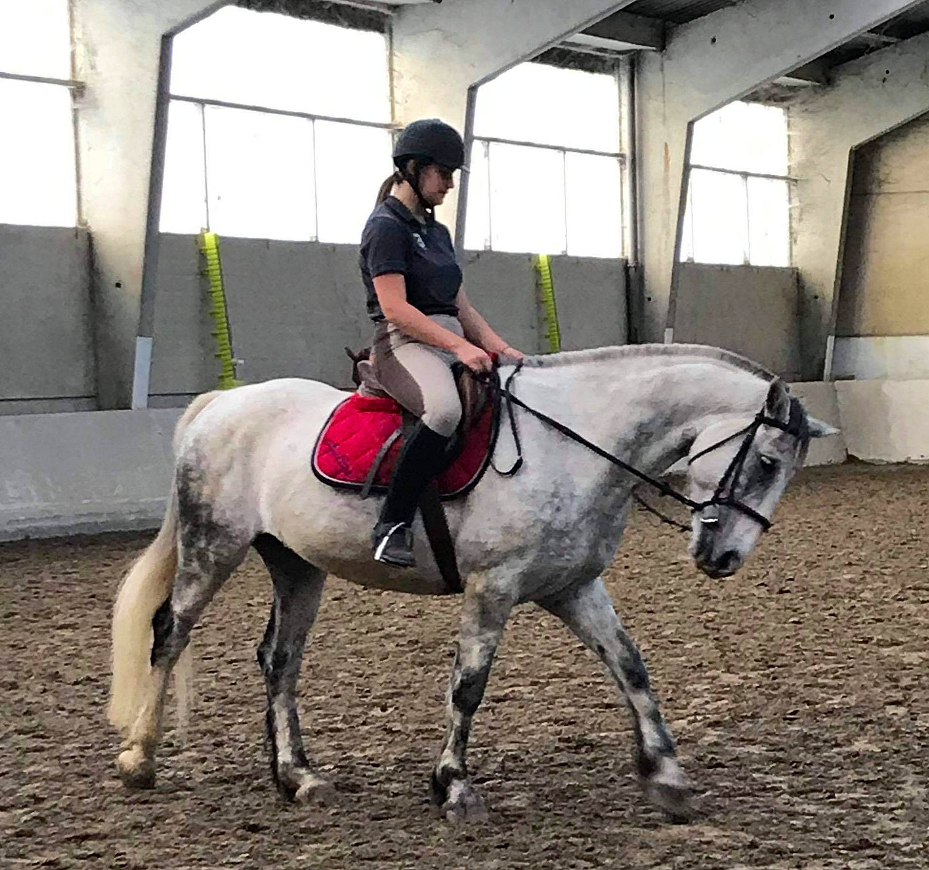 Bingo a rejoint le concours — aidez-le/la à gagner de superbes lots ! animal_sports, bridle, dressage, english_riding, equestrian, equestrian_helmet, equestrianism, equitation, halter, horse, horse_supplies, horse_tack, hunt_seat, mammal, mane, outdoor_recreation, recreation, rein, saddle, vertebrate