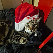 Willow participe au concours pour gagner de l'argent avec cette photo : cat, tabby_cat, santa_hat, red_hat, black_jacket, red_chair, indoor, pet, animal, feline, whiskers, striped_fur, curious, resting, closeup, domestic_cat, cute, holiday, festive, cozy
