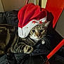 cat, tabby_cat, santa_hat, red_hat, black_jacket, red_chair, indoor, pet, animal, feline, whiskers, striped_fur, curious, resting, closeup, domestic_cat, cute, holiday, festive, cozy