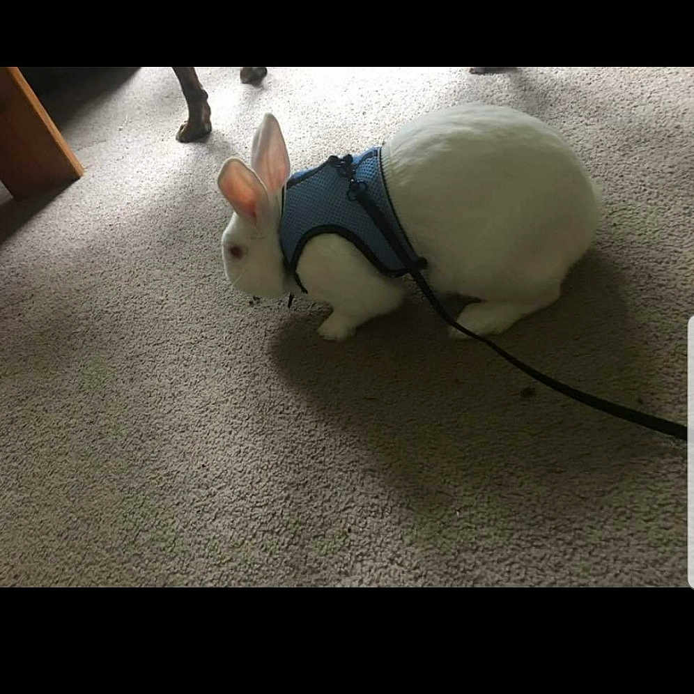 Bunbun