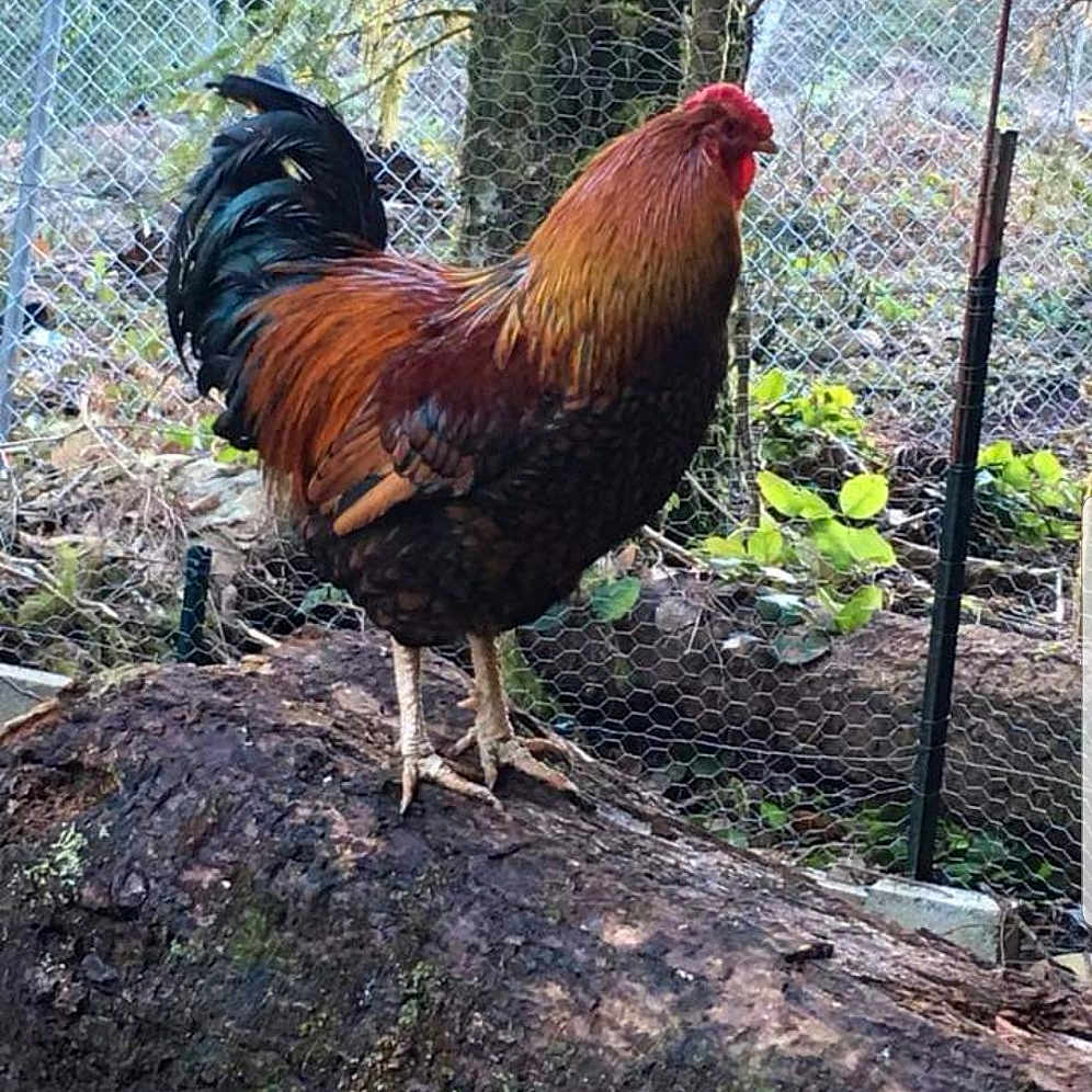 Chicken Joe