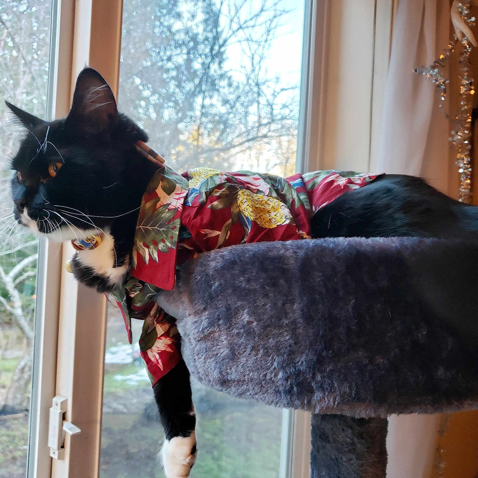 Mittens is registered to the contest to win money with this photo: fawn