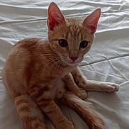 Bandy a rejoint le concours — aidez-le/la à gagner de superbes lots ! kitten, cat, orange_tabby, pet, animal, bed, white_bedspread, indoor, young_cat, feline, ears, whiskers, curious, looking, sitting, fur, tail, window, soft_light, closeup